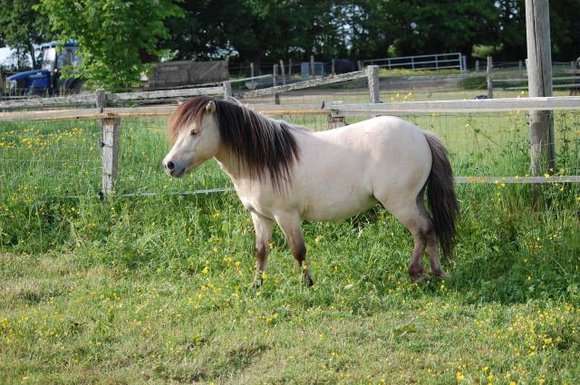 Etalon shetland isabelle dun rouan