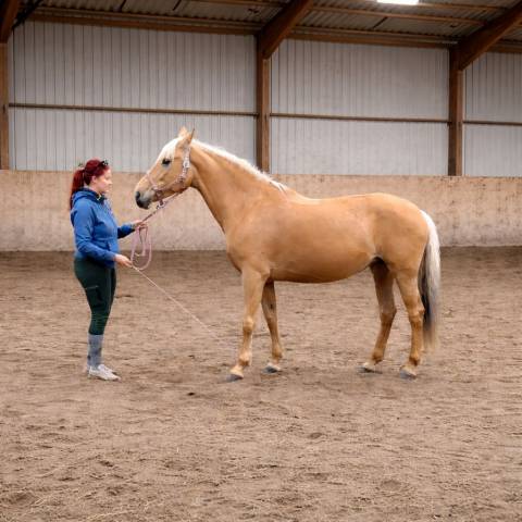 Jument palomino orientée dressage 