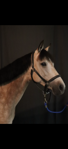 Vente ponette connemara cce 13 ans