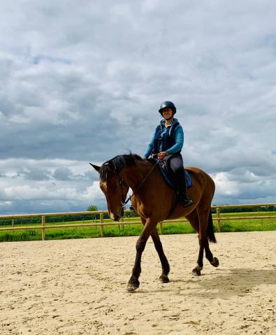 Hongre 6 ans selle français originel cso