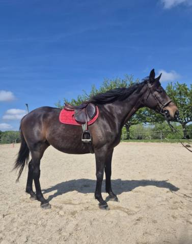  saintkadam - cheval à vendre pur-sang bai brun