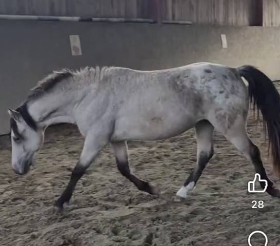 Nesquick : saillie poney