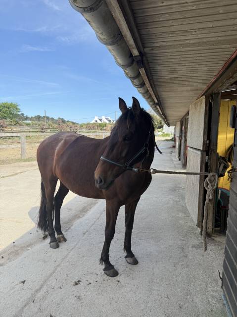 à vendre – jument lusitanienne 9 ans 