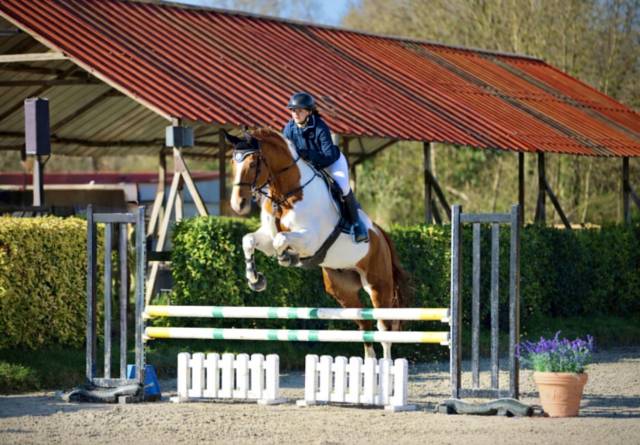 Vente cheval pie