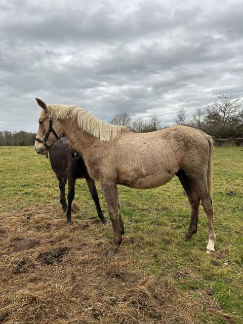 Pouliche palomino 2 ans – gentille, bien manipulée