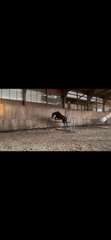 Maori super hongre de 4 ans 