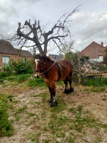 Cheval castré de 2 ans trait 