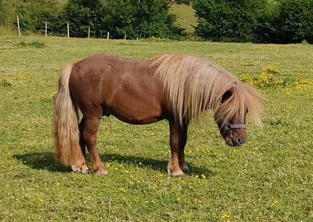 Poney shetland