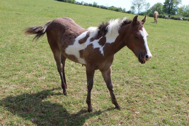 Poulain pie paint horse de 2025