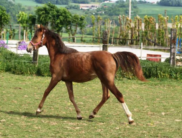 Pouliche pfs origines sport 