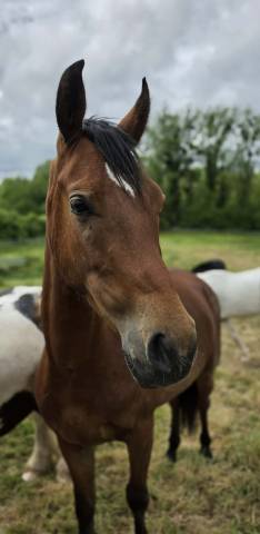 Deniro , jeune cheval d’avenir 