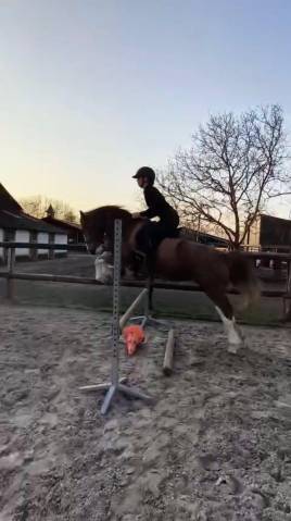 Ponette welsh d pp 4 ans