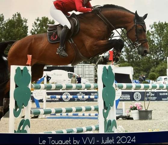Mâle baloubet du rouet x contender 
