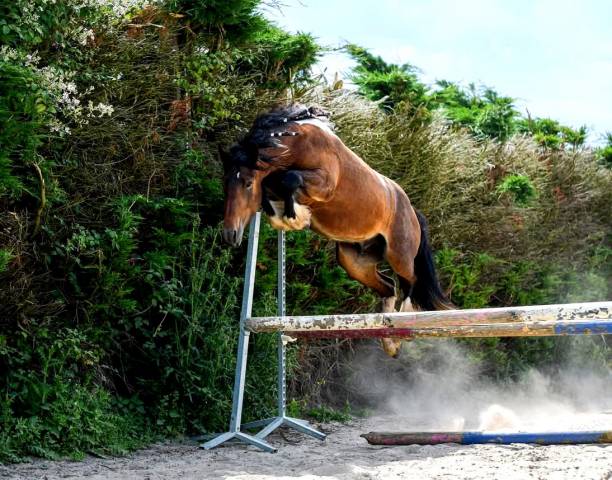 Talisman : saillie étalon irish cob. la meilleure lignée sportive