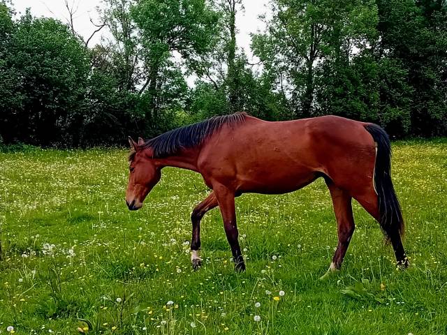 Hongre sf 2 ans par itoki de riverland