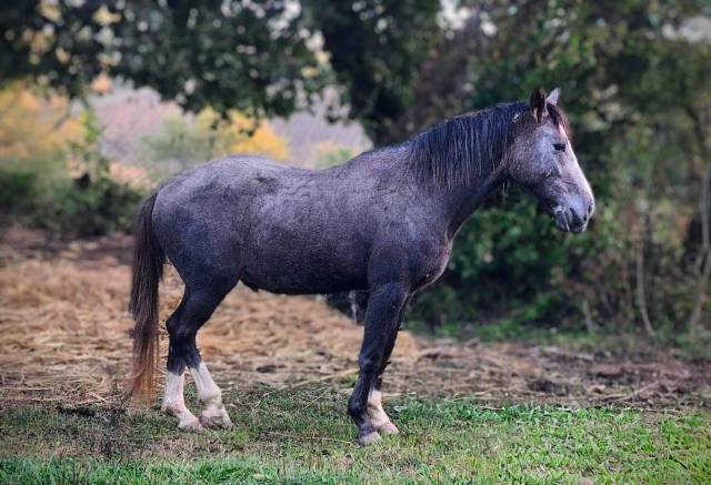 Poney de 3 ans oc/pfs