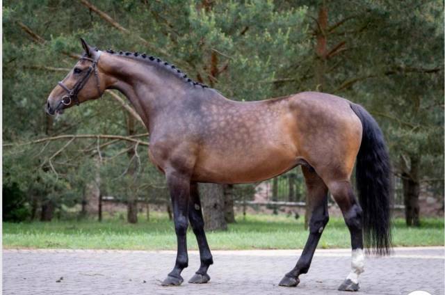 Jument par cassini ii, 13 ans