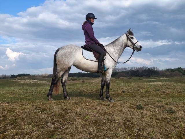 Ponette d'endurance 