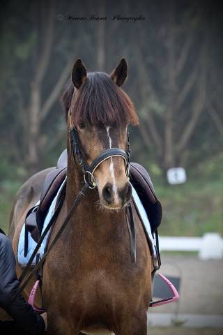 Plusieurs poneys à vendre 