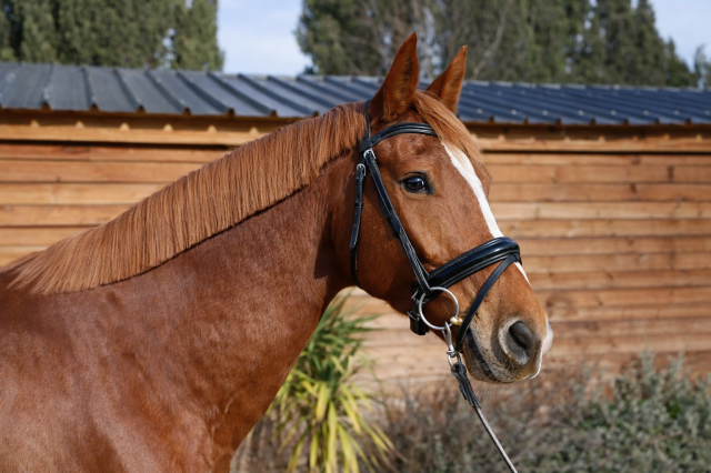 Hongre - selle français - 6 ans - dressage - france