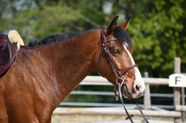 Jeune cheval de sport 4 ans