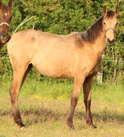 Pouliche sf  1 an isabelle 
