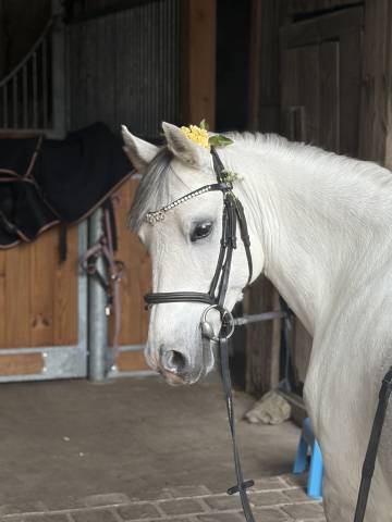 Welsh pony b