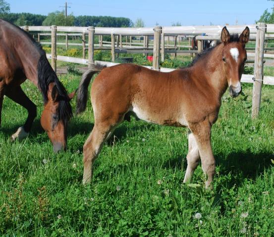 Foal sf mâle