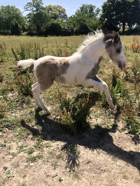 Foal par dragibus du rouget