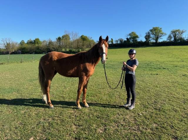 ? jeune cheval d'avenir dressage x sir donnerhall 