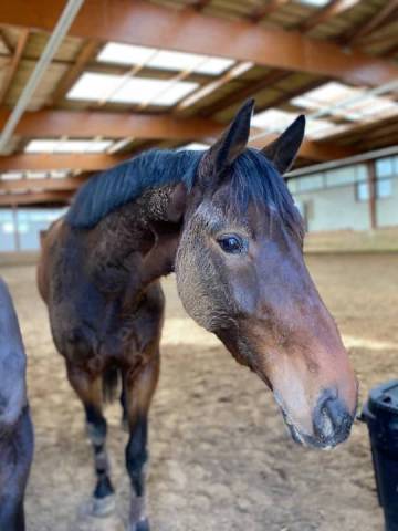 Chic hongre bai brun de 4 ans et assidu 