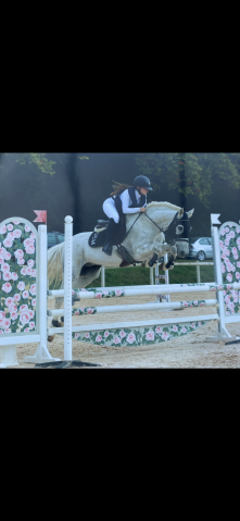 Anton - cheval à vendre 16 ans