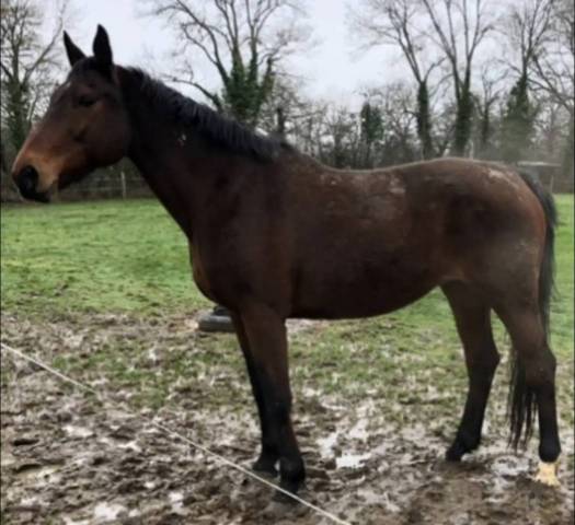 Pouliniere sfo par ideal de la loge x rosire