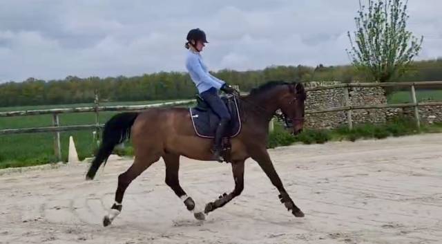 Cheval 12 ans à vendre