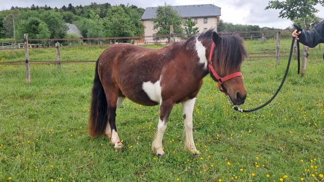 Top ponette vaillante 