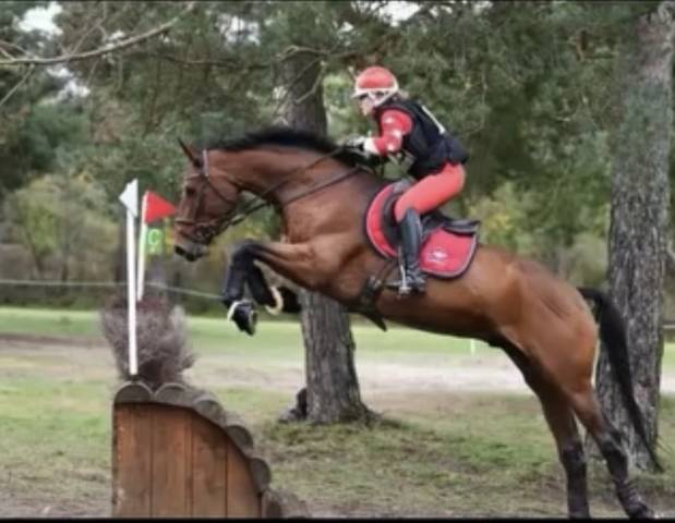 Cheval de sport pour cce amat 1 / elite