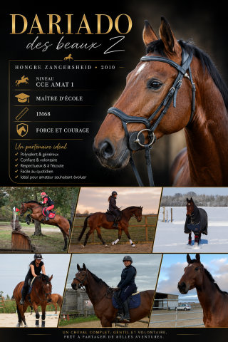 Cheval de sport pour cce amat 1 / elite