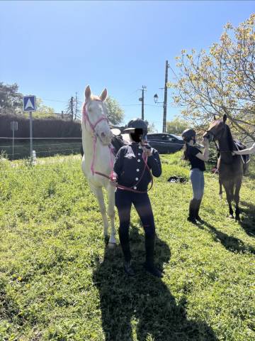 Poney d plein papier lusitanien 