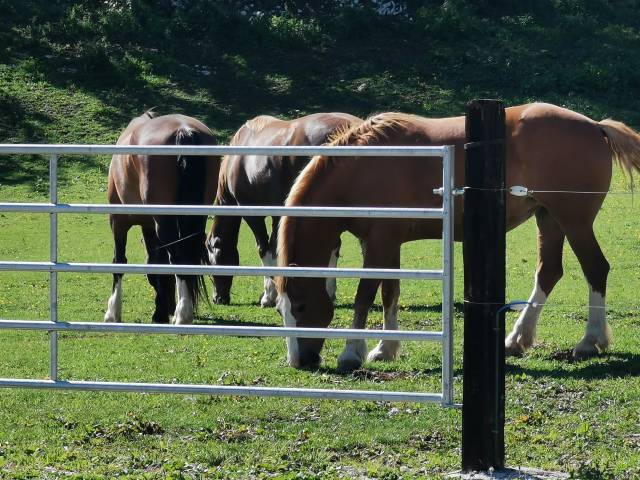 Pension chevaux au près