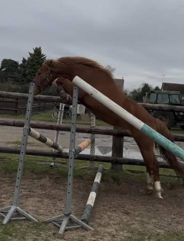 Poney fort potentiel