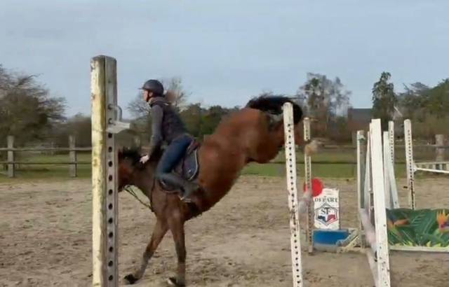 Poney pour grosses épreuves
