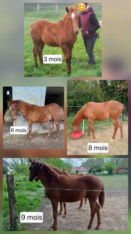 Poulain pur-sang arabe endurance