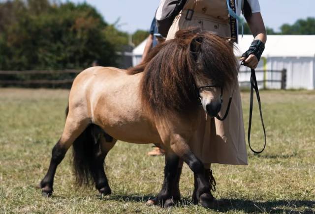 Mâle mini shetland pp