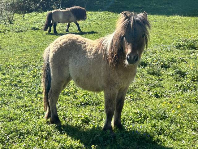 Mâle mini shetland pp