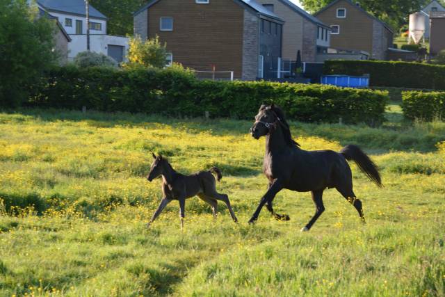 Jument noire homozygote 
