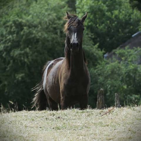 Pouliche noire homozygote 2025