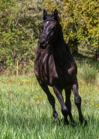 Magnifique poulain pur sang arabe noir 