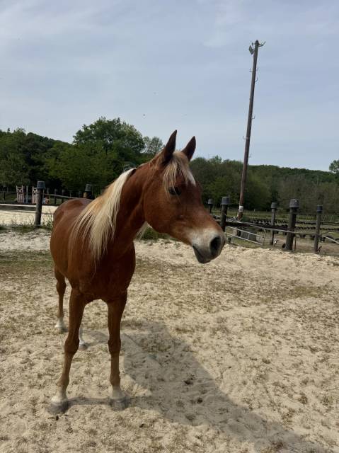 Cheval 
