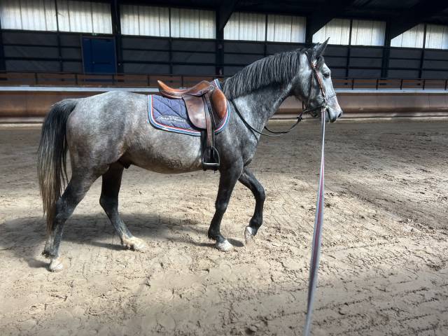 Poney oc 4ans 