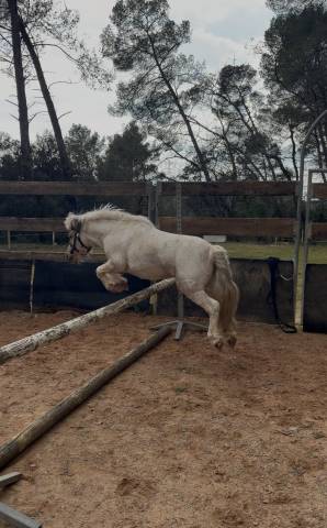 Itchoum : saillie shetland onc entier – très bon potentiel cso